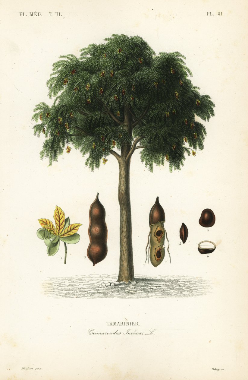 Tamarind-tre, Tamarindus indica, Tamarinier av Unbekannt