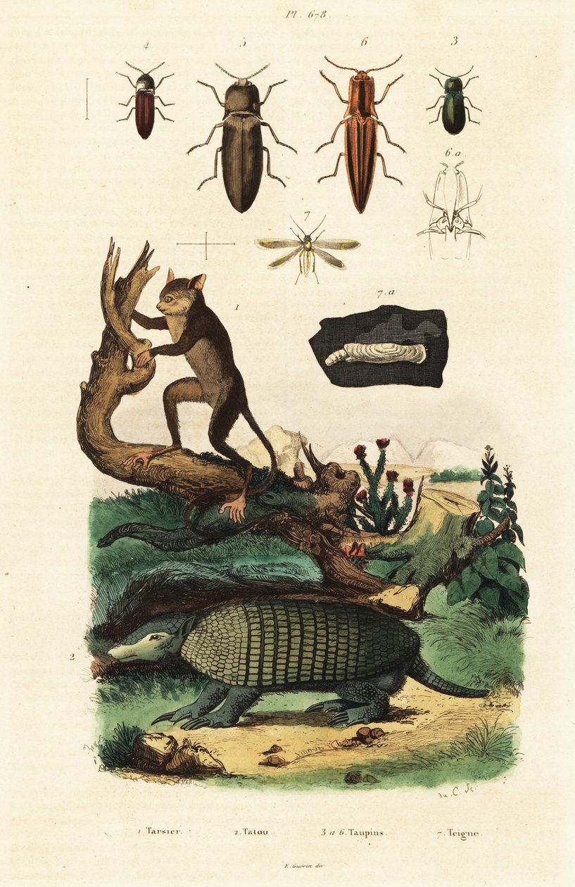 Tarsier, beltedyr og biller. ,1834–1839 (gravering) av Unbekannter Künstler