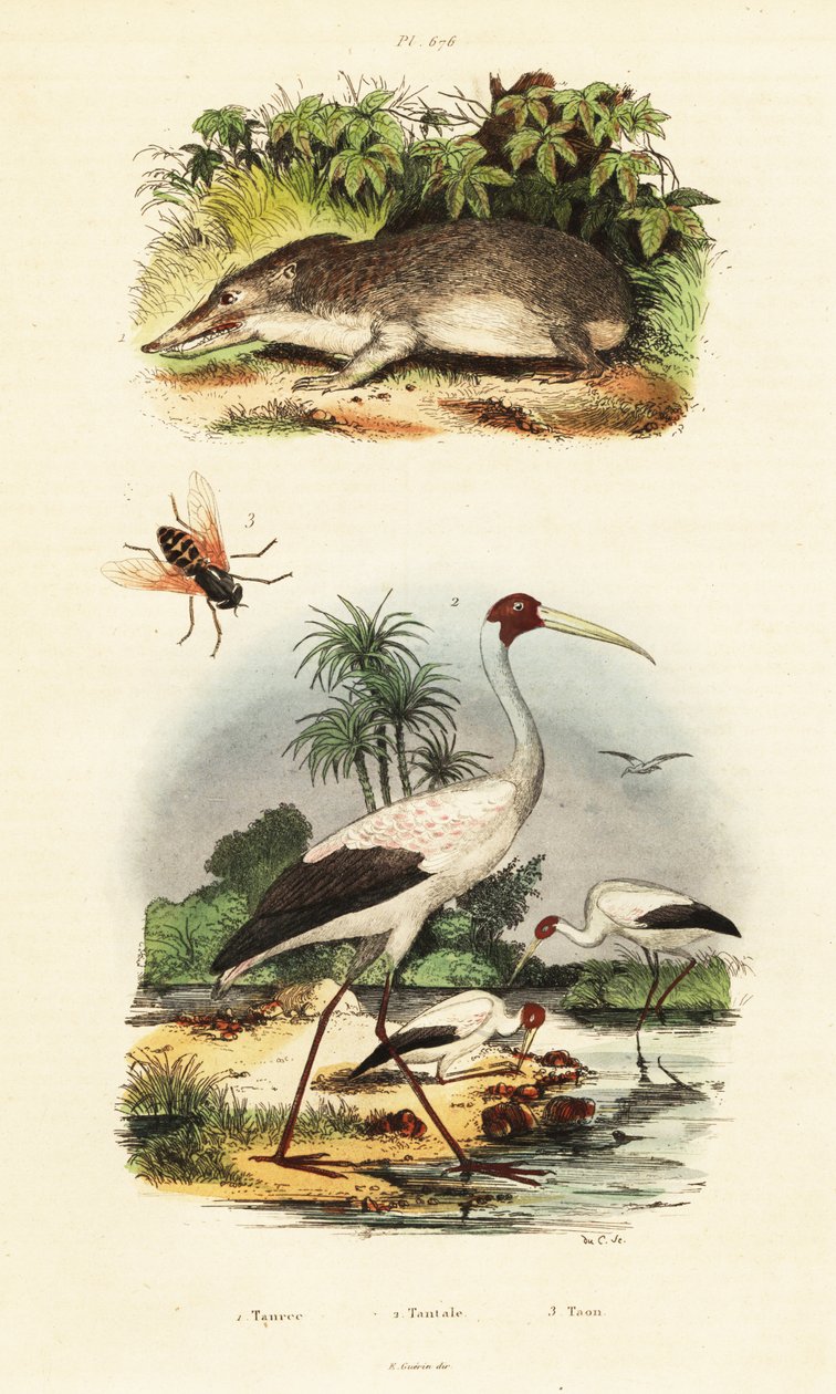 Tenrec, stork og hesteflue., 1834-1839 (gravering) av Unbekannter Künstler