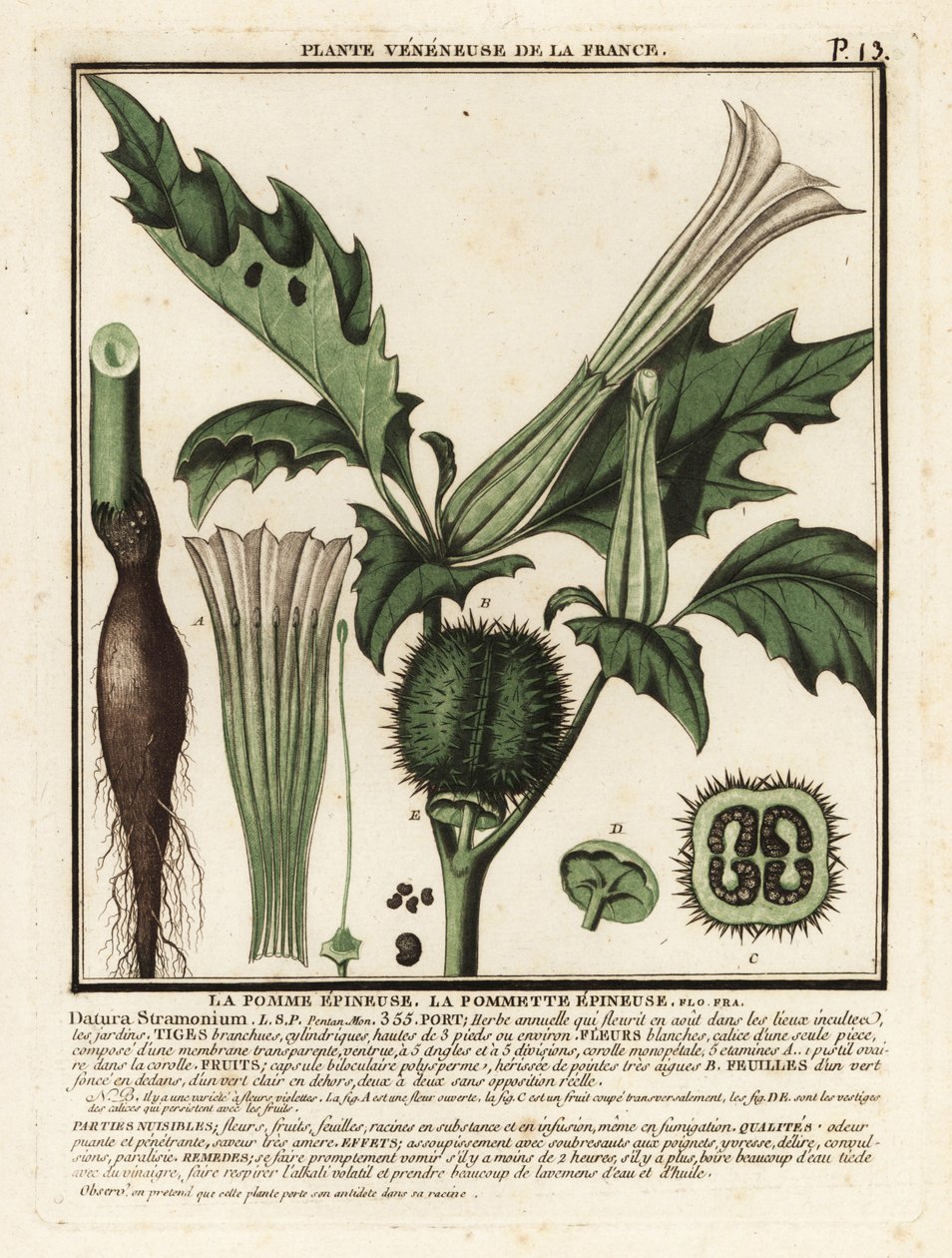 Torneple, Datura stramonium. av Unbekannter Künstler