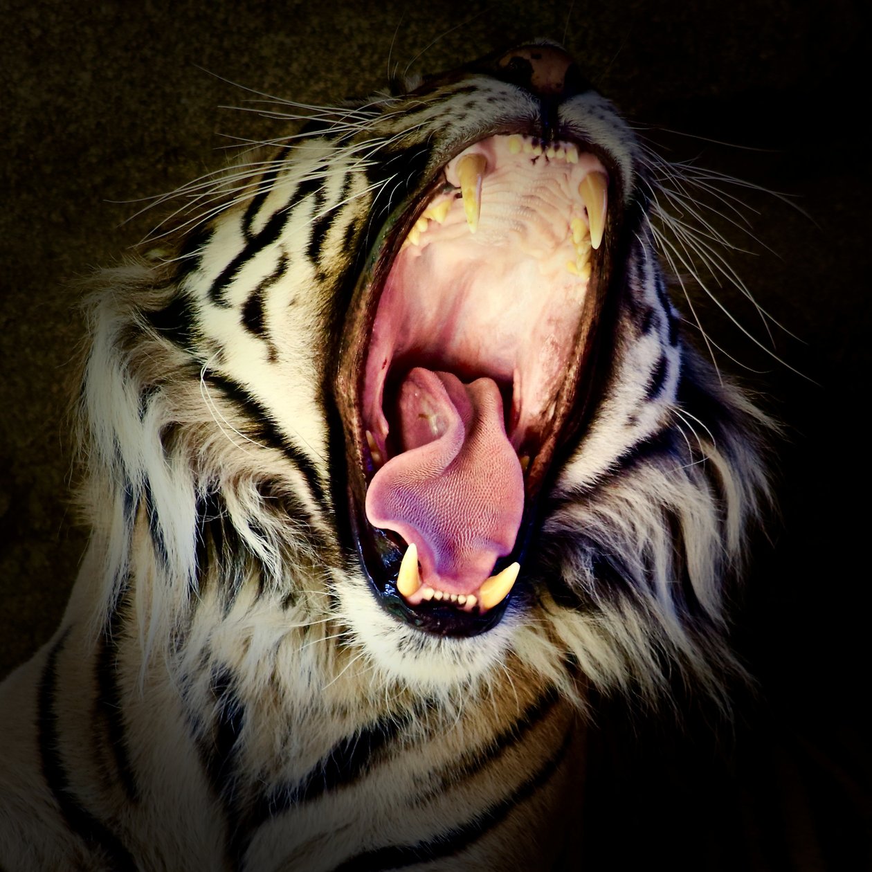 Tiger Teeth, 2017 (bilde) av Unbekannter Künstler