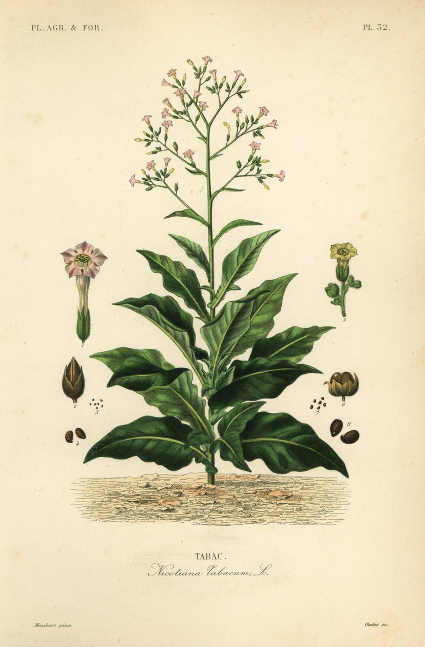 Tobakksplante, Nicotiana tabacum, Tabac av Unbekannt