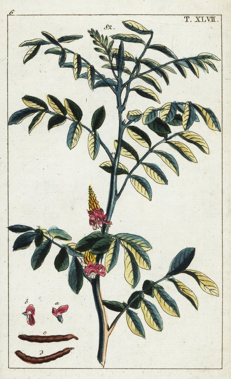 Ekte indigo, Indigofera tinctoria. av Unbekannter Künstler