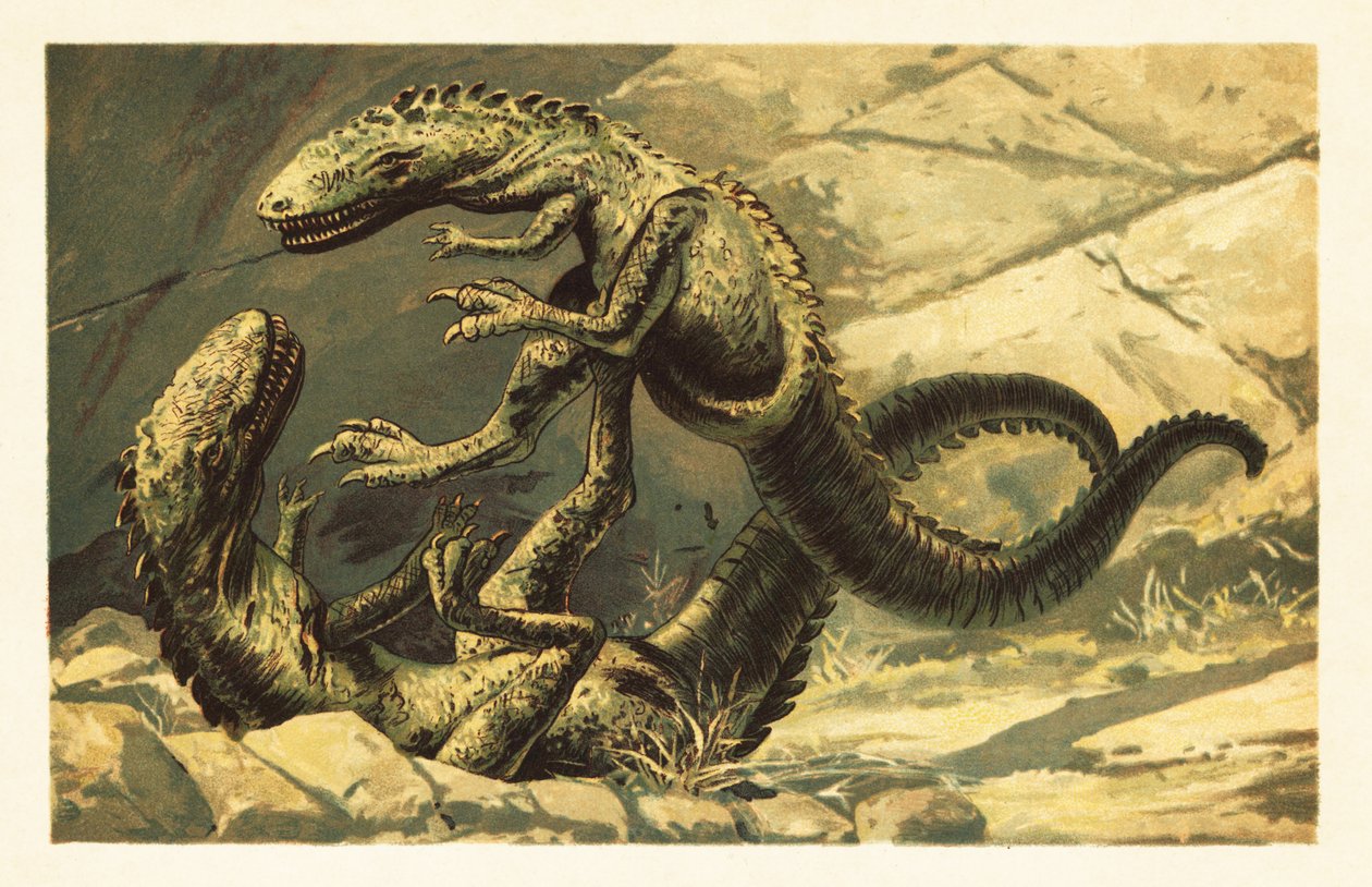To kjempende Dryptosaurus aquilunguis.1908 (litografi) av Unbekannter Künstler