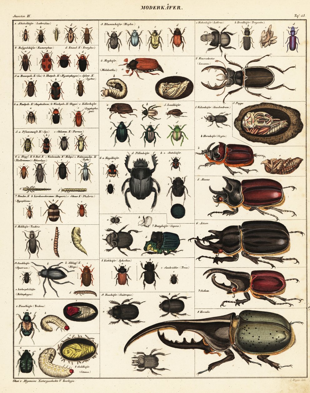 Varianter av biller., 1841 (litografi) av Unbekannter Künstler