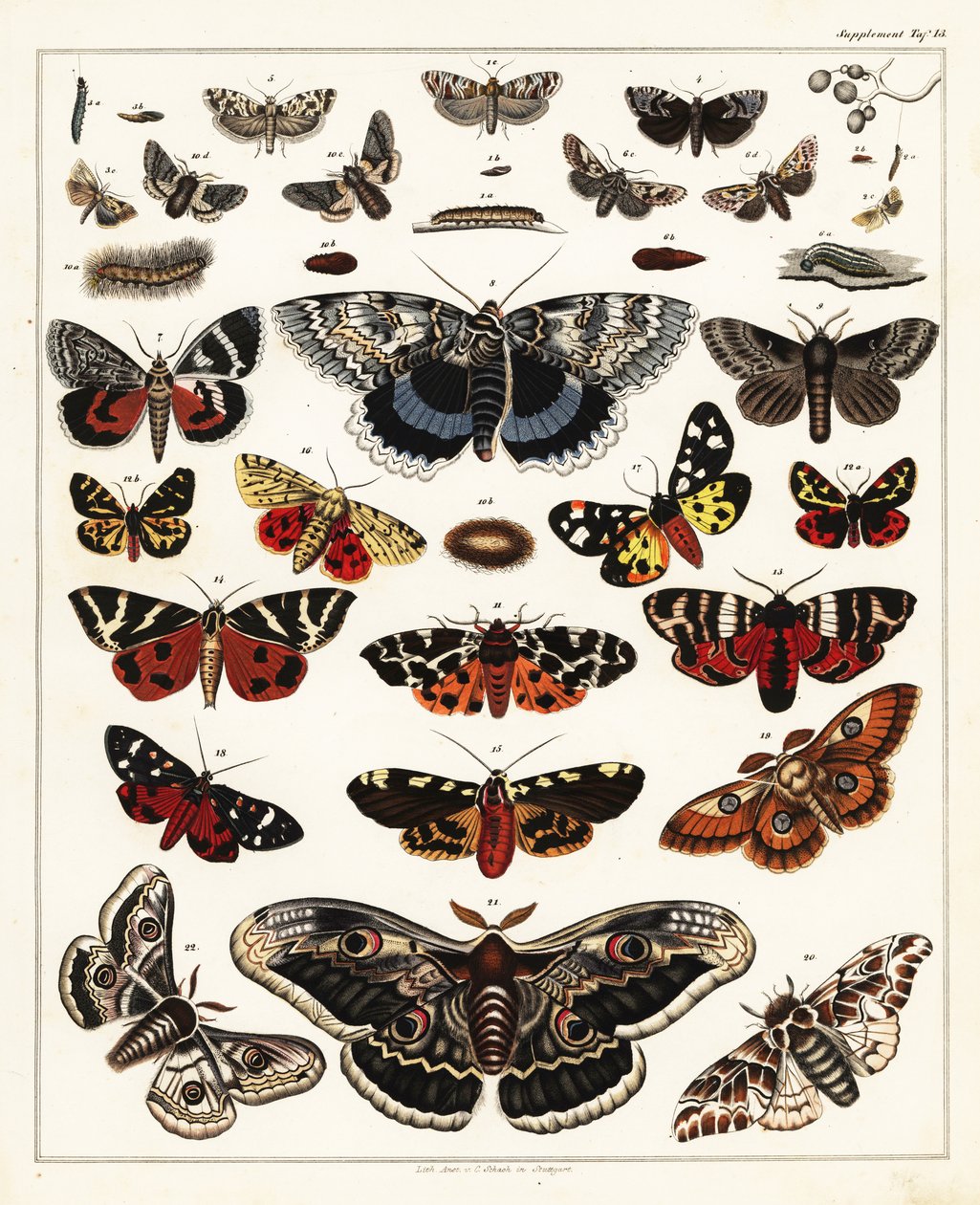Varianter av sommerfugler, møll, etc., 1841 (litografi) av Unbekannter Künstler