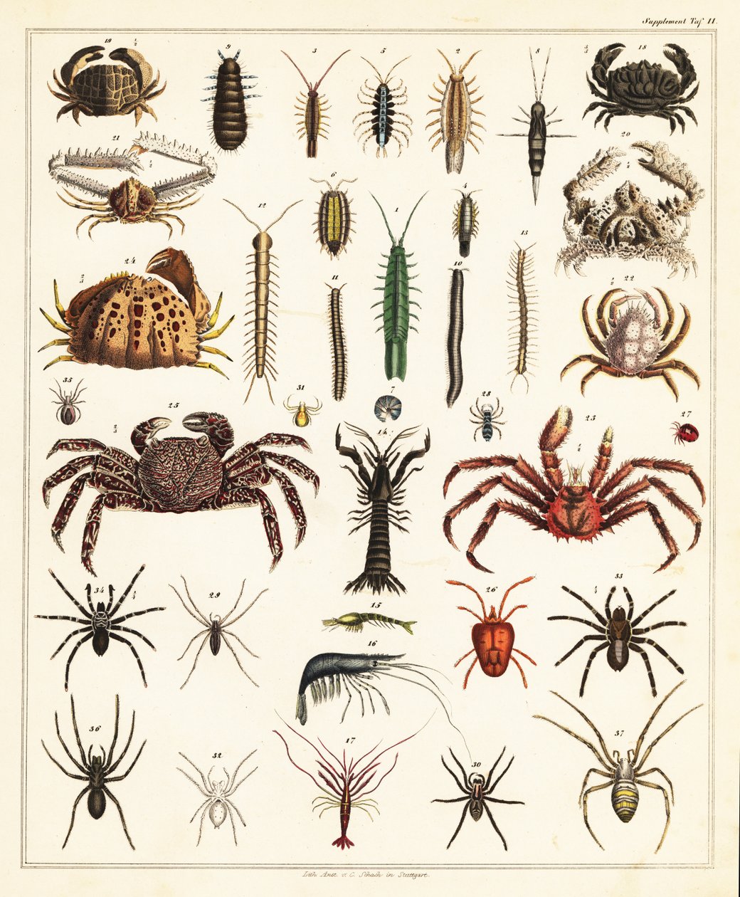 Varianter av krabber og edderkopper., 1841 (litografi) av Unbekannter Künstler