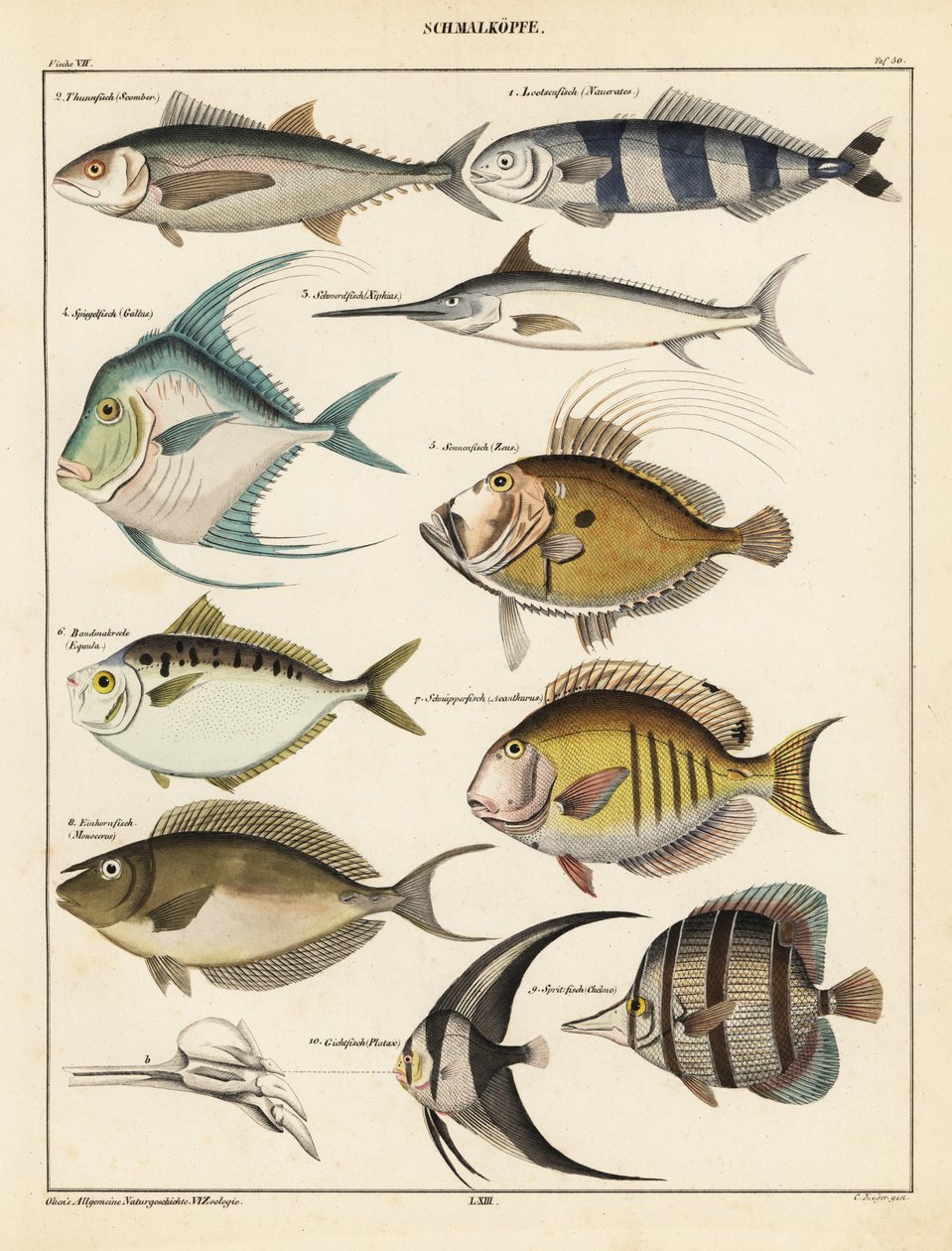 Varianter av fisk., 1841 (litografi) av Unbekannter Künstler