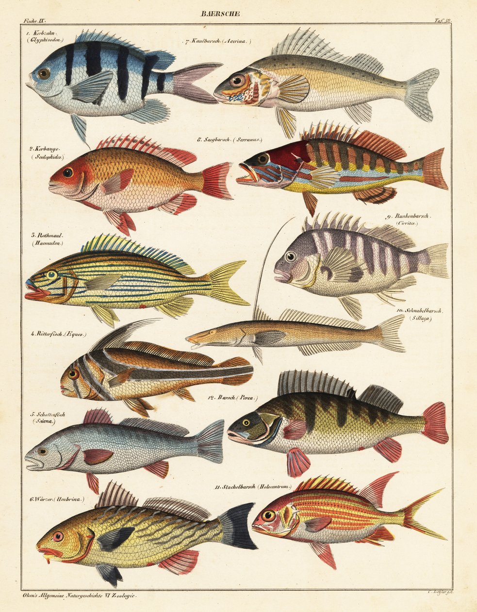 Varianter av fisk., 1841 (litografi) av Unbekannter Künstler