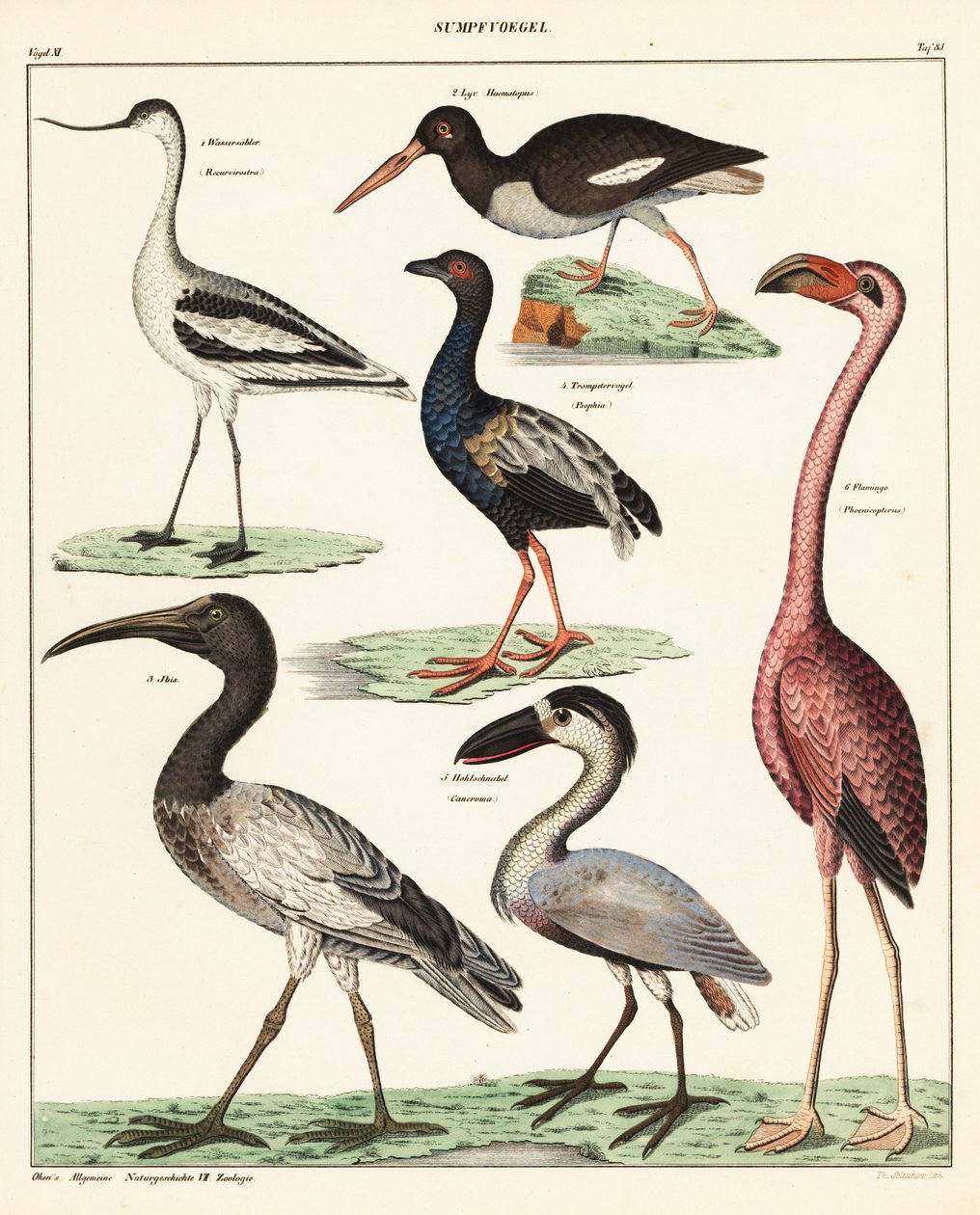 Varianter av vadefugler. ,1841 (litografi) av Unbekannter Künstler