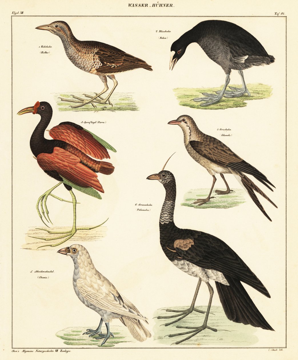 Variasjon av vannfugler. ,1841 (litografi) av Unbekannter Künstler