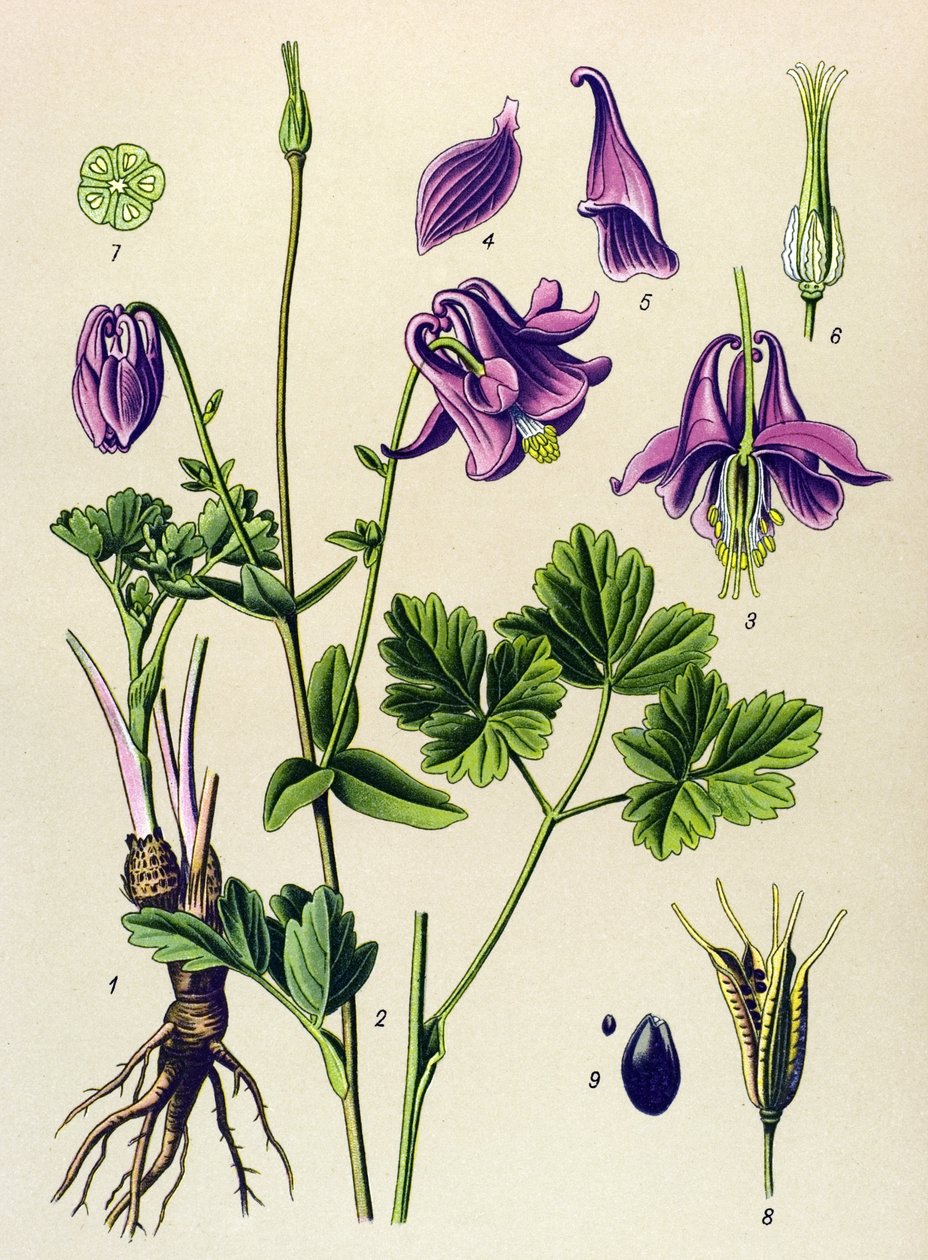Venenøs plante (giftig): Vanlig ancolia (Aquilegia vulgaris) av Unbekannter Künstler