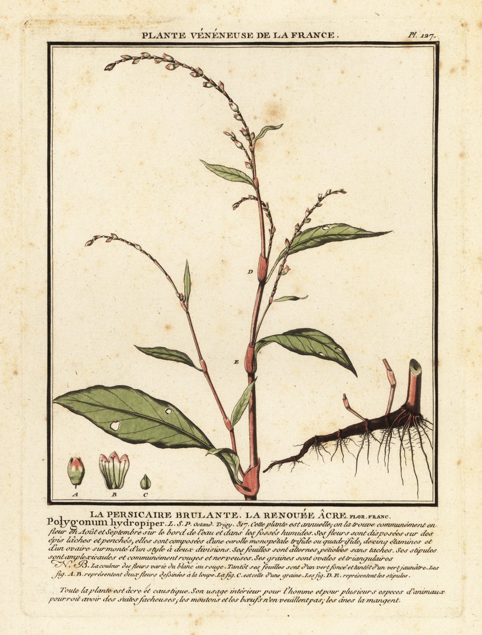 Vannpepper, Persicaria hydropiper. av Unbekannter Künstler