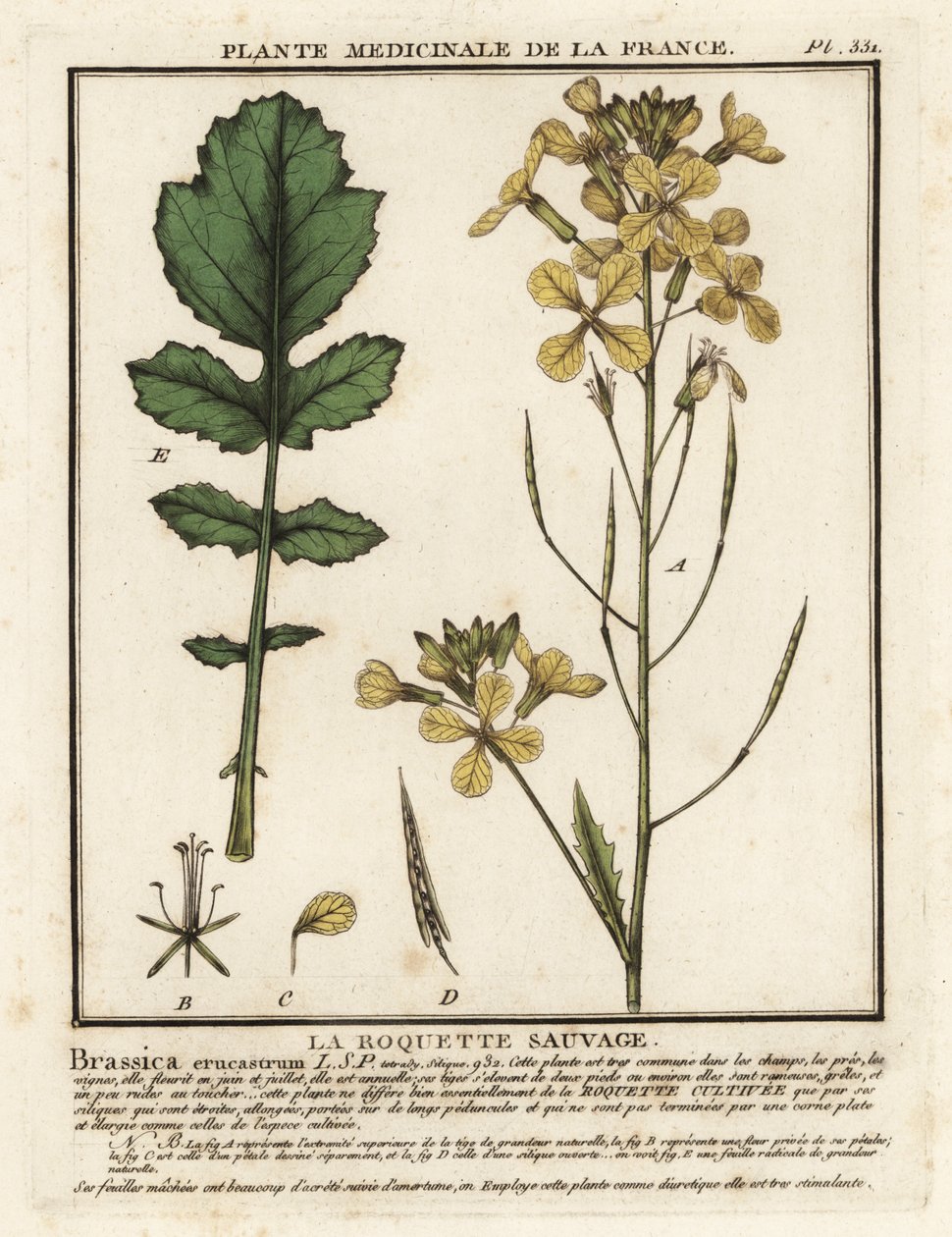 Brønnkarsebladrakett, Erucastrum nasturtiifolium. av Unbekannter Künstler