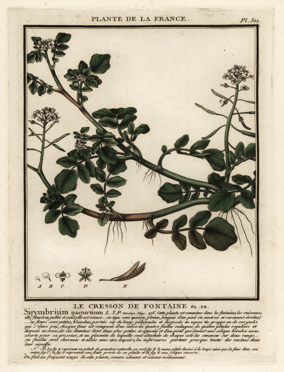 Brønnkarse, Nasturtium officinale. av Unbekannter Künstler