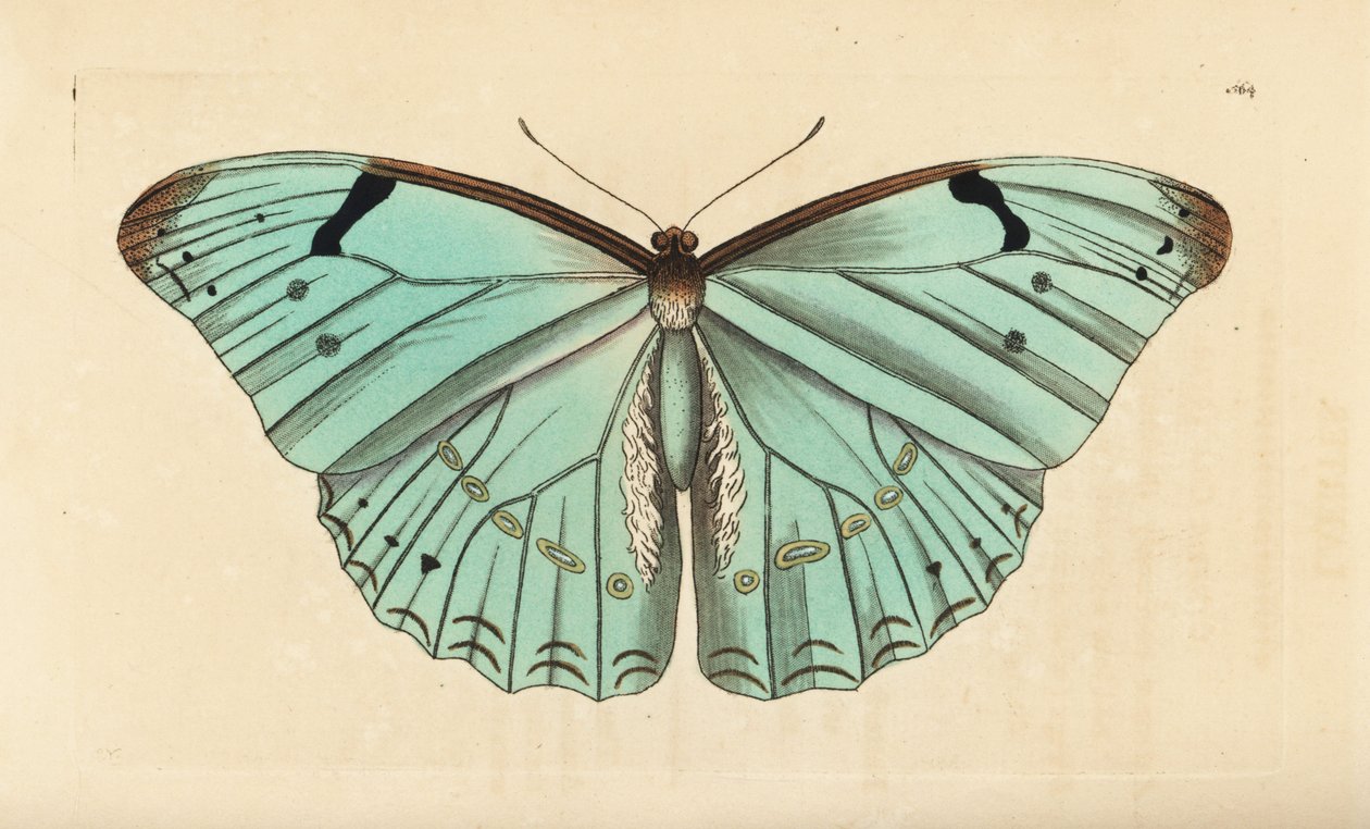 Hvit morpho, Morpho laertes av Unbekannt