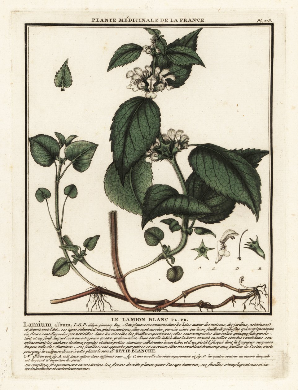 Hvit brennesle, Lamium album. av Unbekannter Künstler