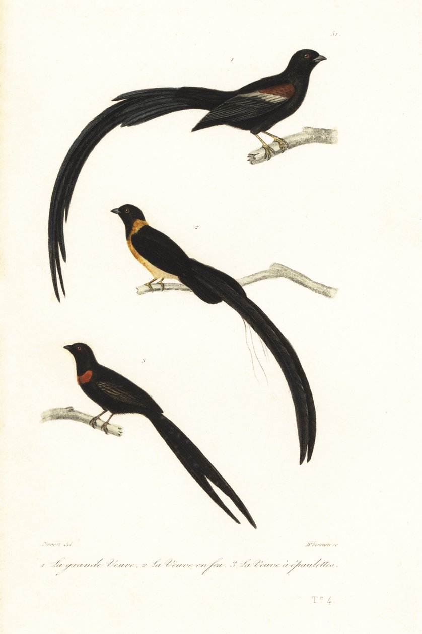 Whydah-fugler og enkefugl. av Unbekannter Künstler
