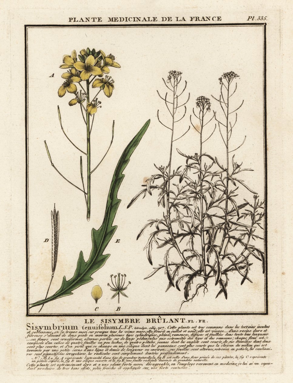 Vill rakett, Diplotaxis tenuifolia. av Unbekannter Künstler