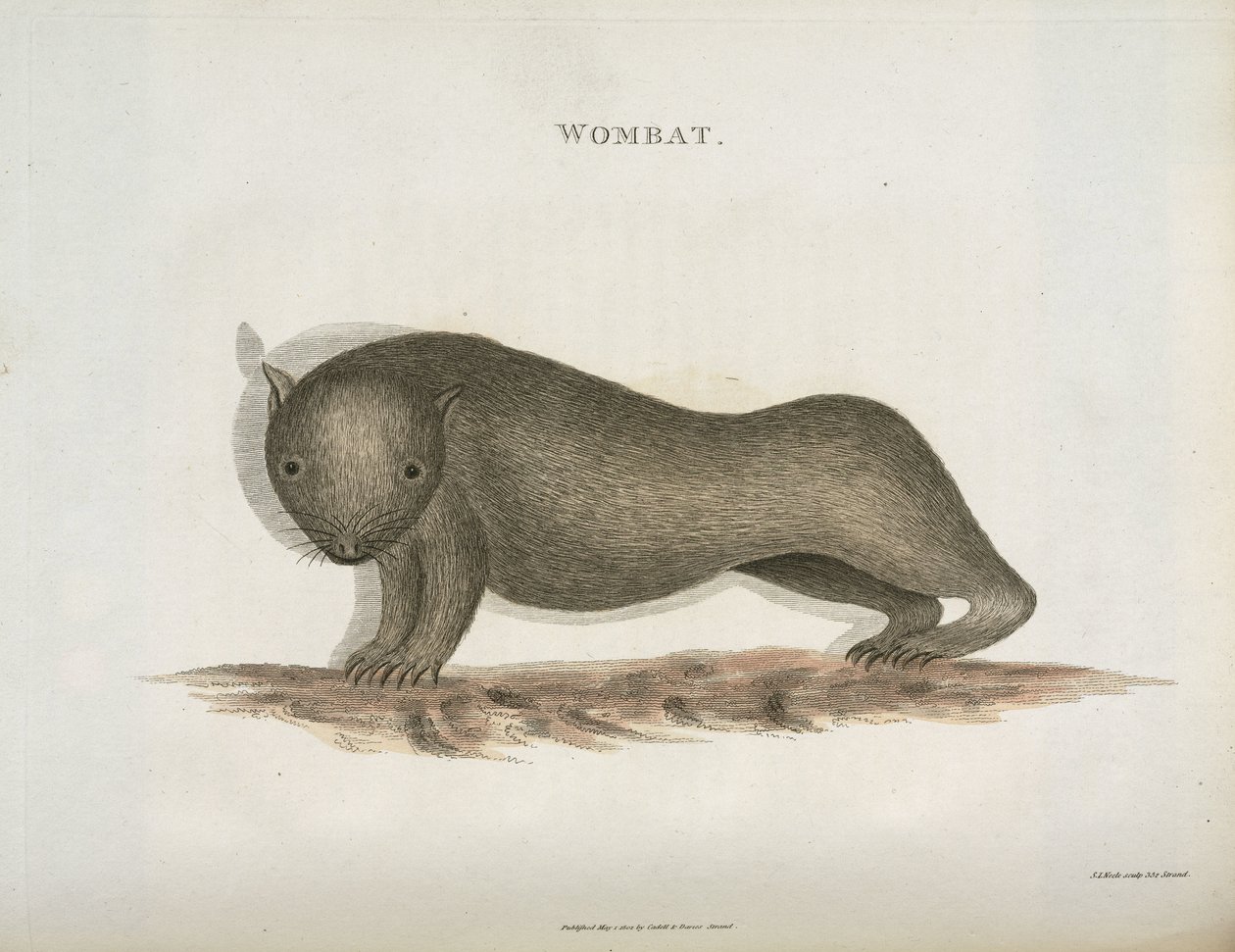 Wombat, Australia, ca 1798 av Unbekannt
