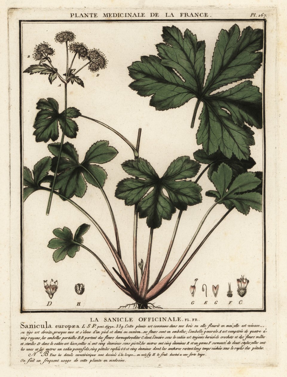 Tresanikel, Sanicula europaea. av Unbekannter Künstler