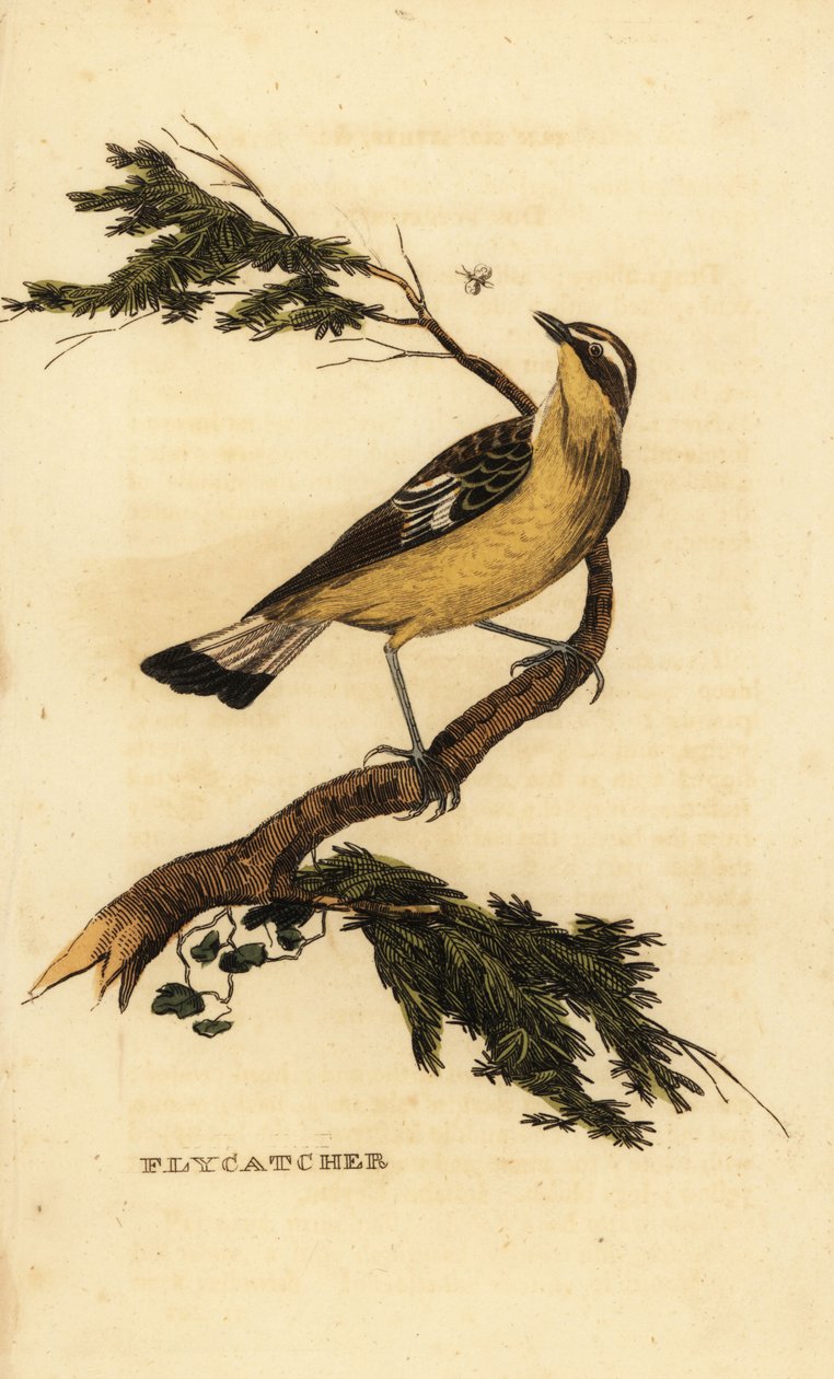 Gulrumpet fluesnapper, Ficedula zanthopygia. 1815 (gravering) av Unbekannter Künstler