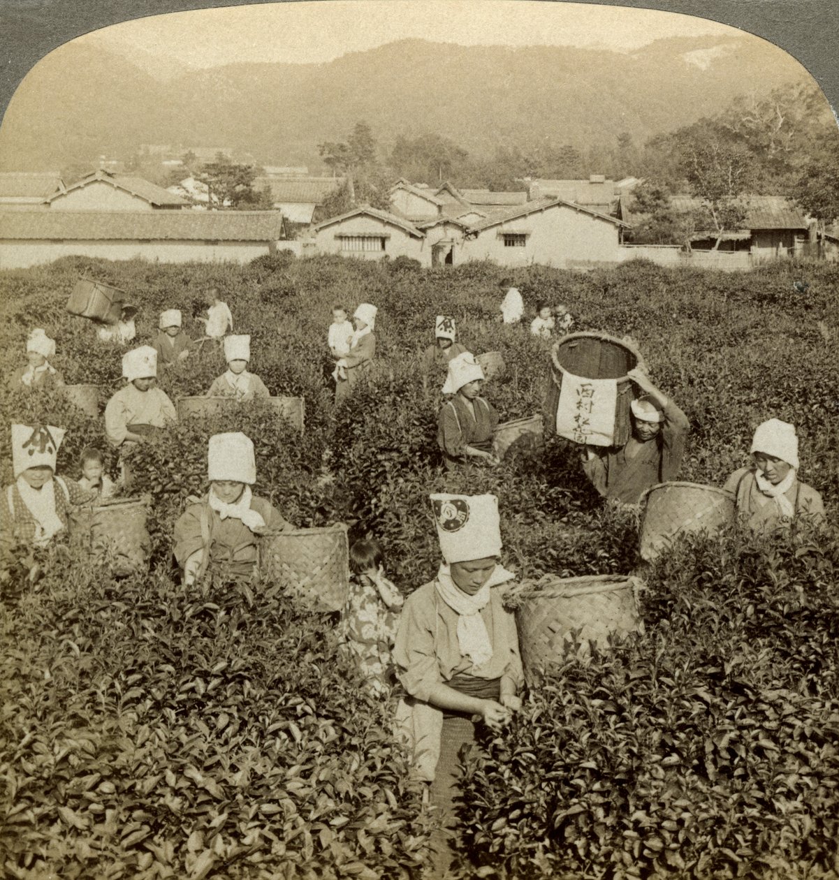 Jenter plukker te, Uji, Japan. av Underwood and Underwood