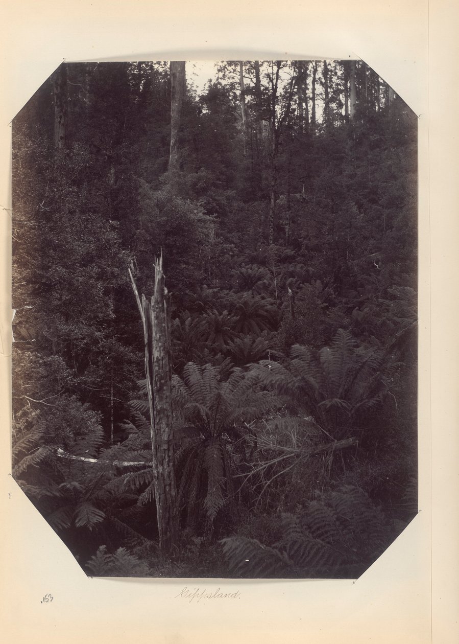 Australia - (Victoria og S. Australia) av Unknown