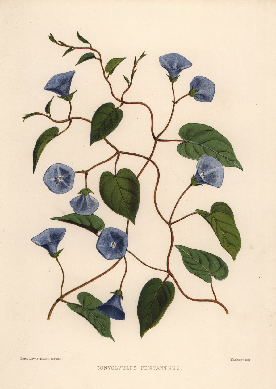 Clustervine, Jacquemontia pentanthos (Convolvulus pentanthus) av Unknown