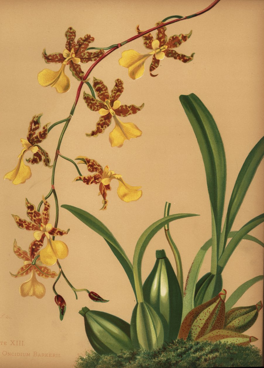 Dansende orkidé, Oncidium tigrinum (Oncidium barkerii) av Unknown