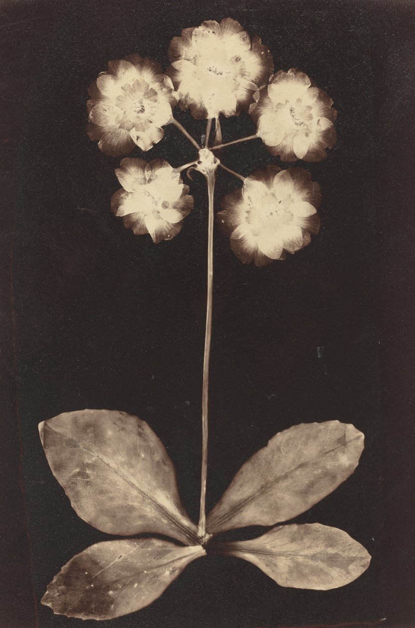 Botanisk fotogram av Unknown 19th Century