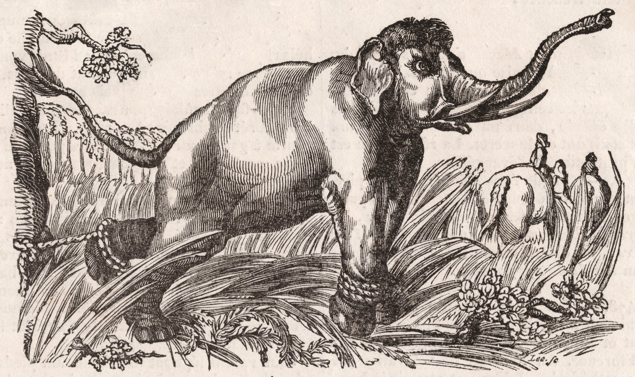 En elefant fanget i Savanna, Afrika av Unknown