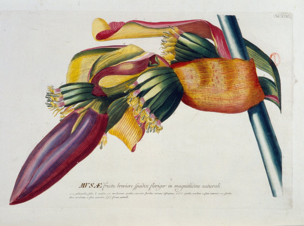Botanisk bord: Bananer, gren. n.d. 1800-tallet. av Unknown artist
