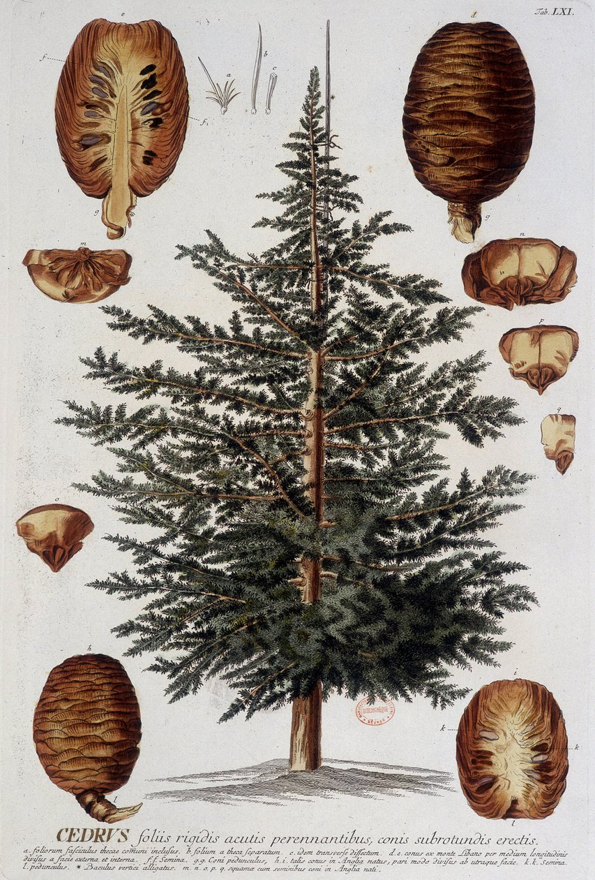 Botanisk bord: Cedar. n.d. 1800-tallet. av Unknown artist