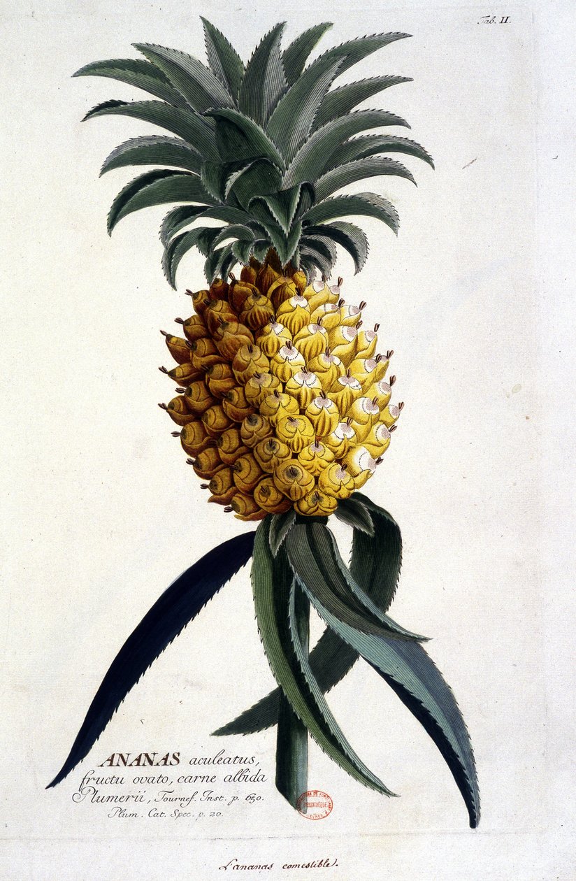 Botanisk bord: ananas. n.d. 1800-tallet. av Unknown artist