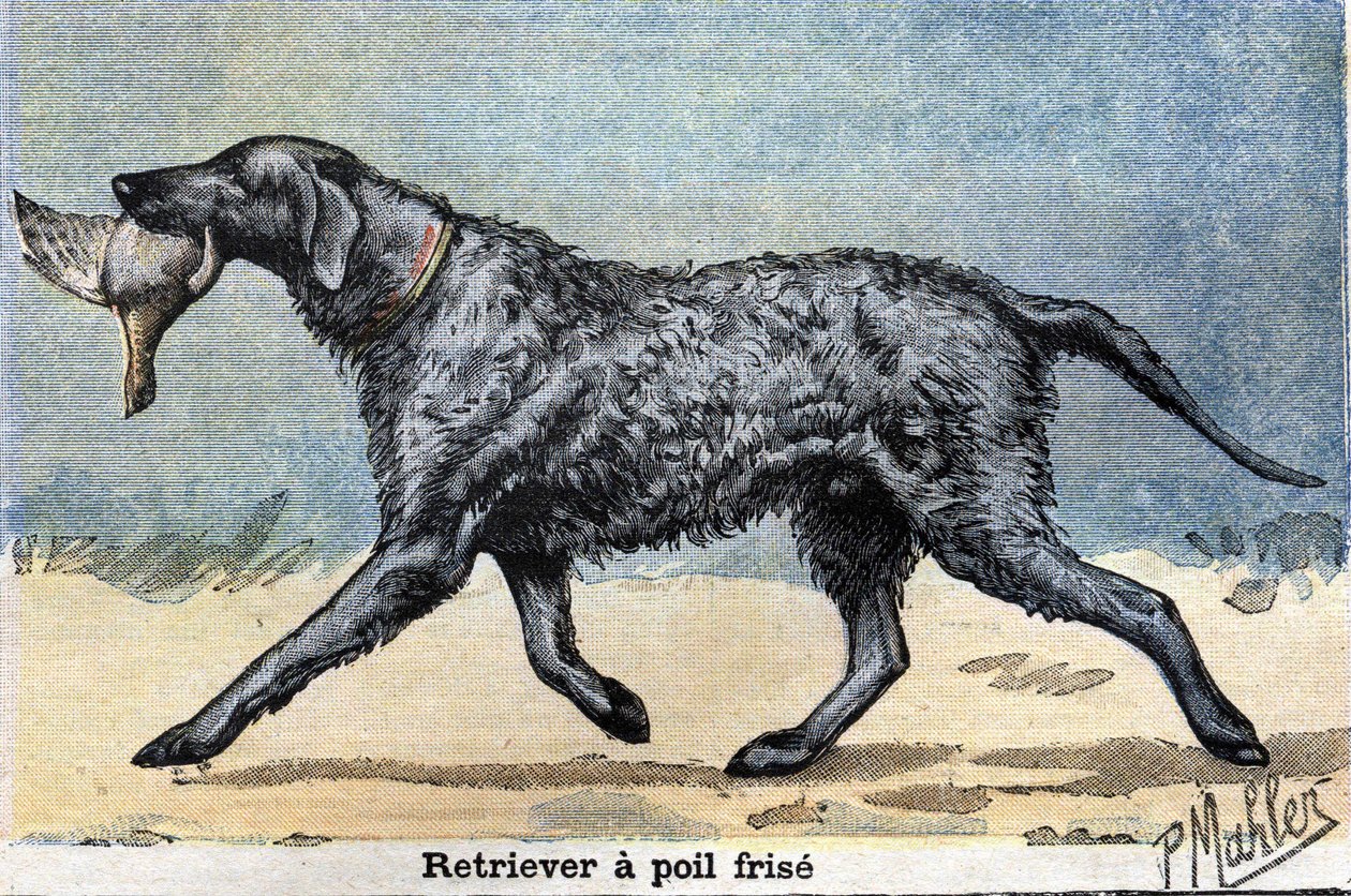 Hunting Dog: Curly-haired Retriever av Unknown artist