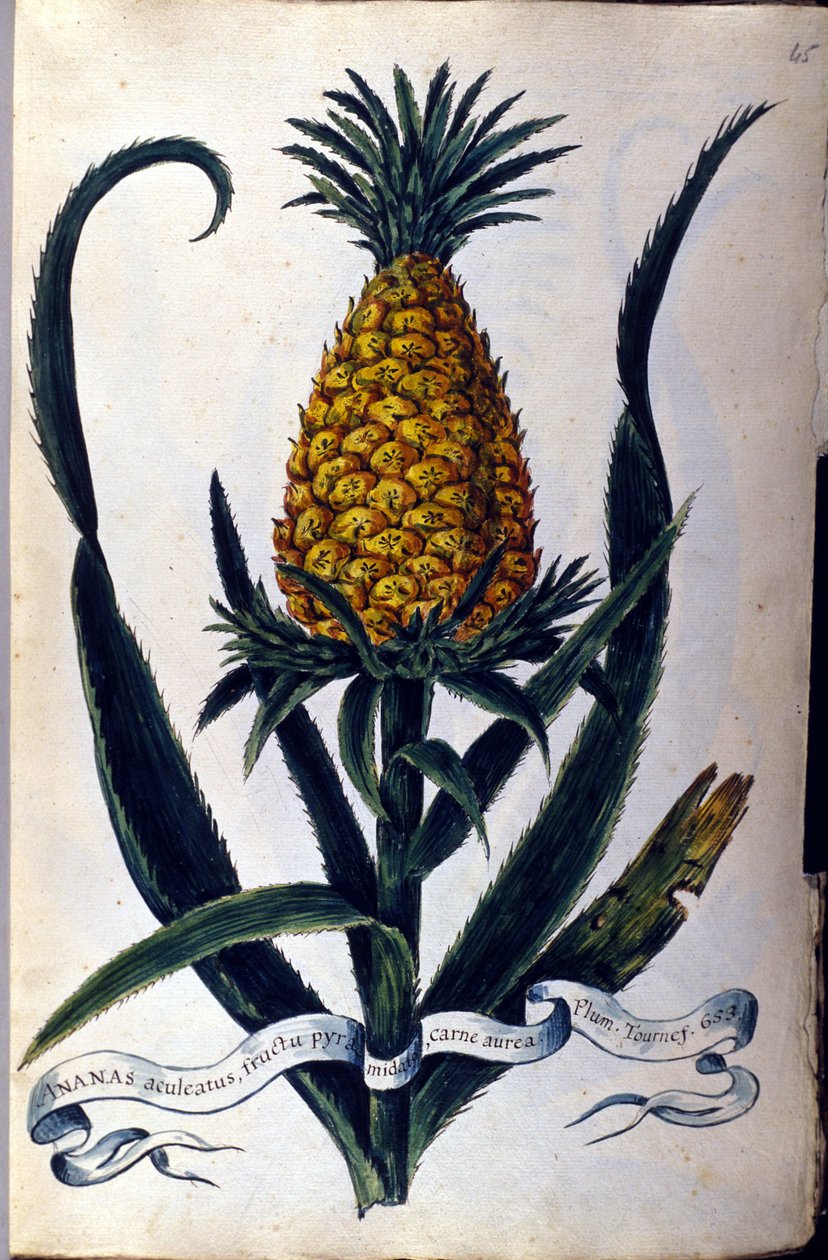 Ananas. Botanisk bord fra 1800-tallet. av Unknown artist