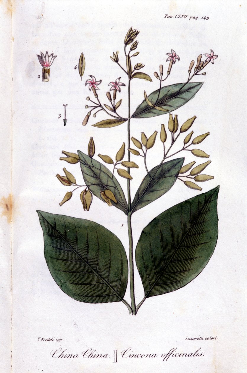 Tallerken med Quinquina (Cinchona Officinalis). av Unknown artist