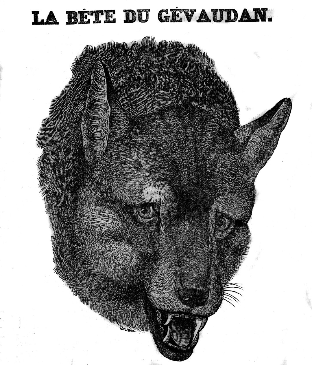 Representation of the Bete du Gevaudan. av Unknown artist