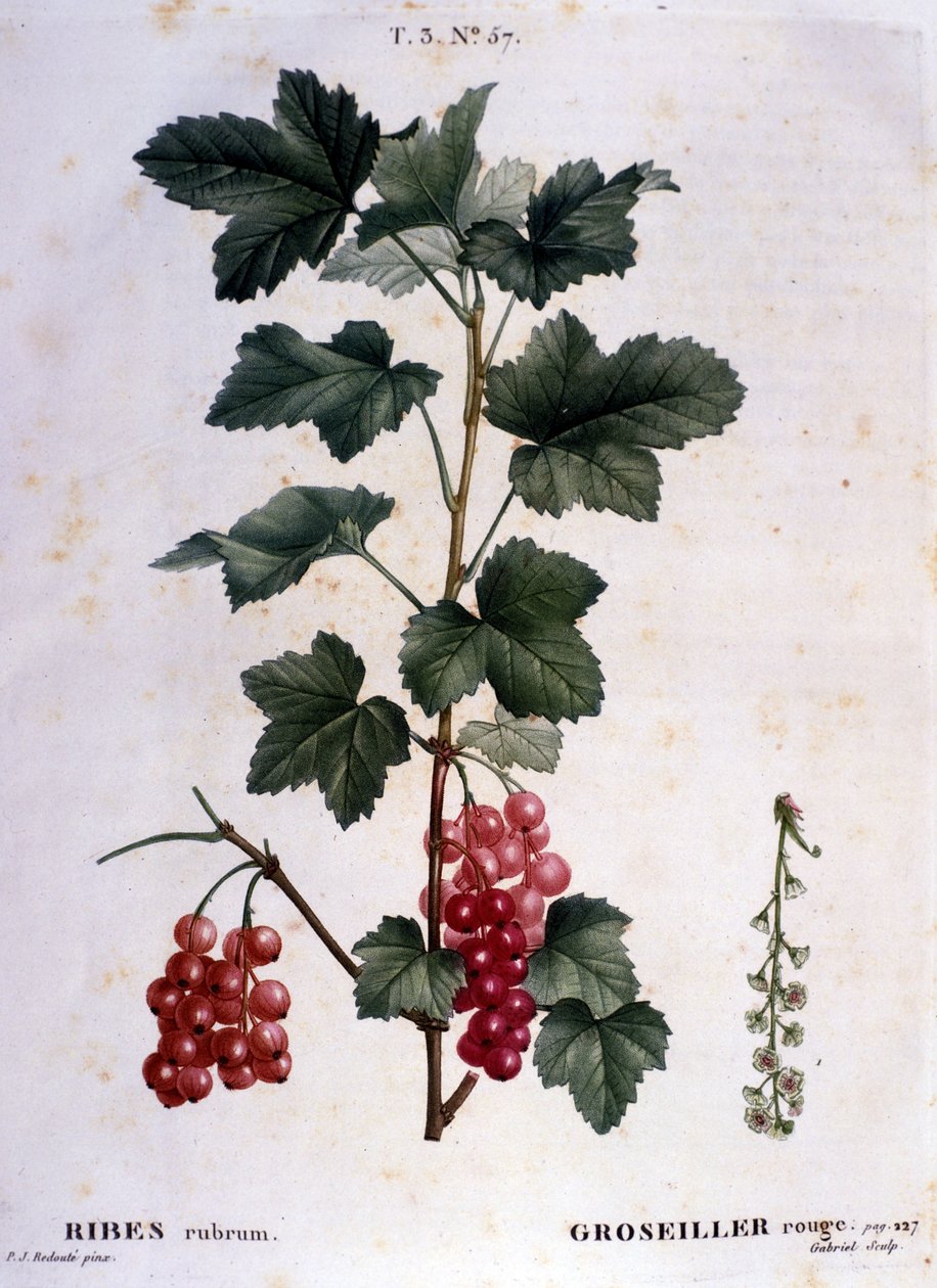 Et stikkelsbær: botanisk bord fra 1800-tallet. av Unknown artist