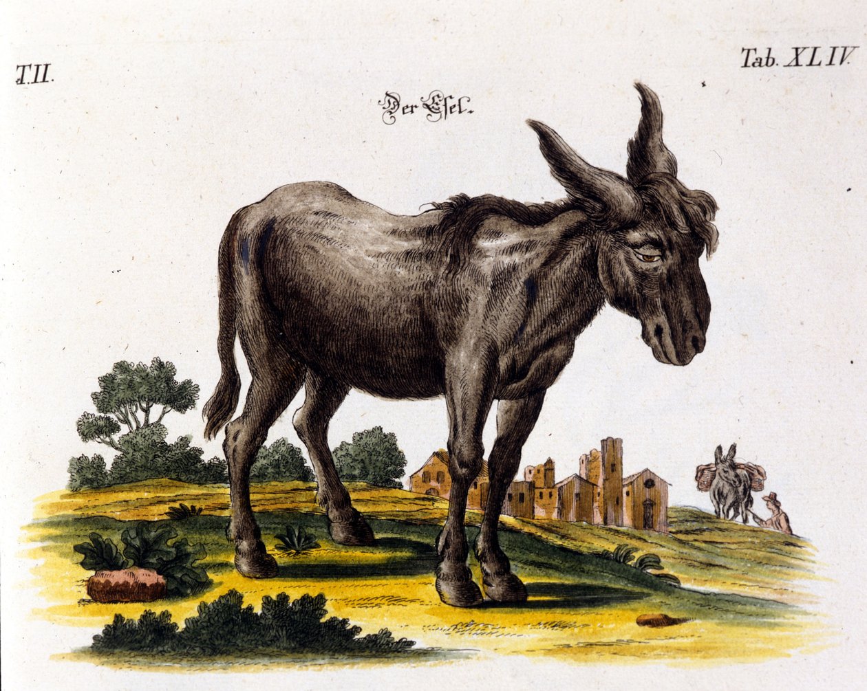 Ankey. 1700-talls representasjon. av Unknown artist