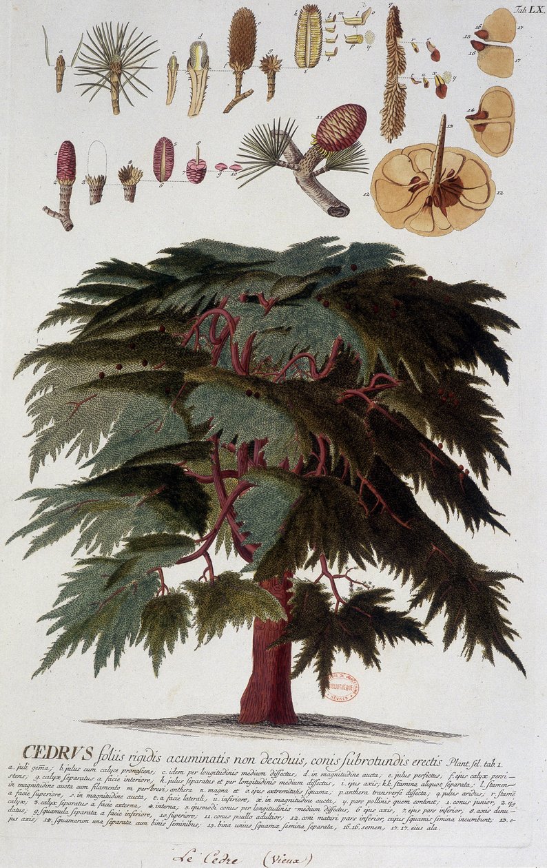 Botanisk bord: Cedar. n.d. 1800-tallet. av Unknown artist