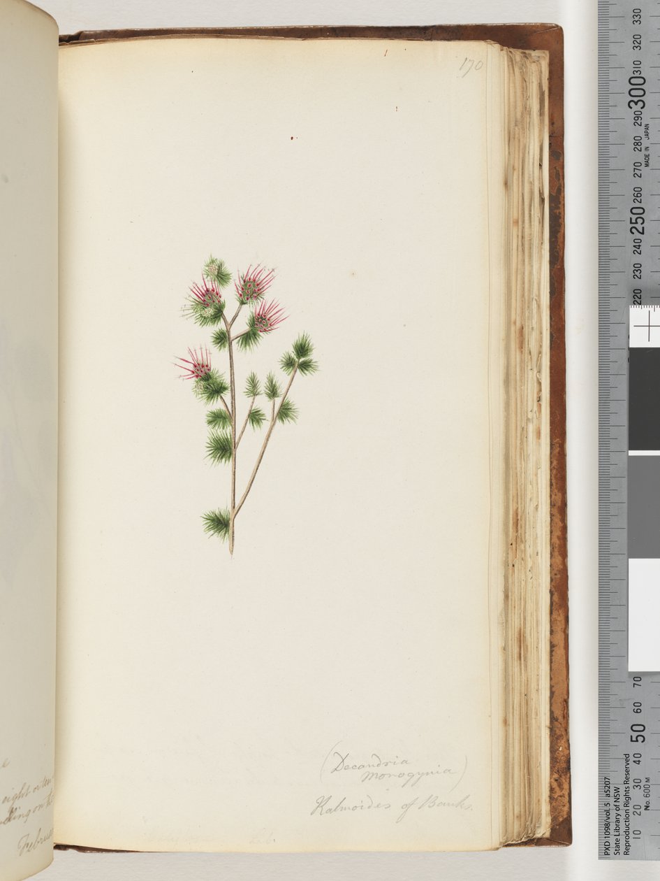Side 170. Decandria monogynia. Kalmoides of Banks av Unknown