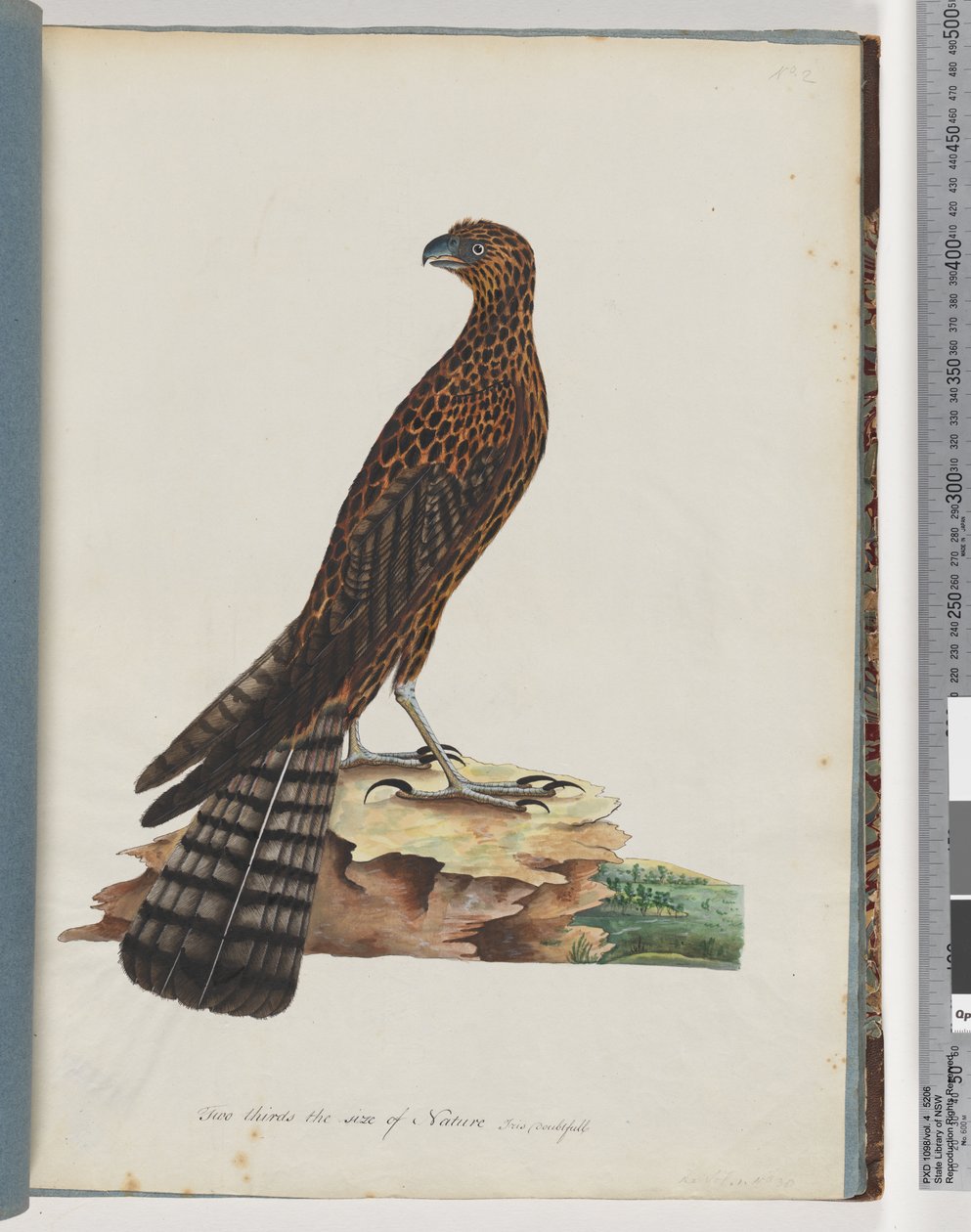 Side 36. Rød hønsehauk. Utstrålt Falcon av Unknown artist