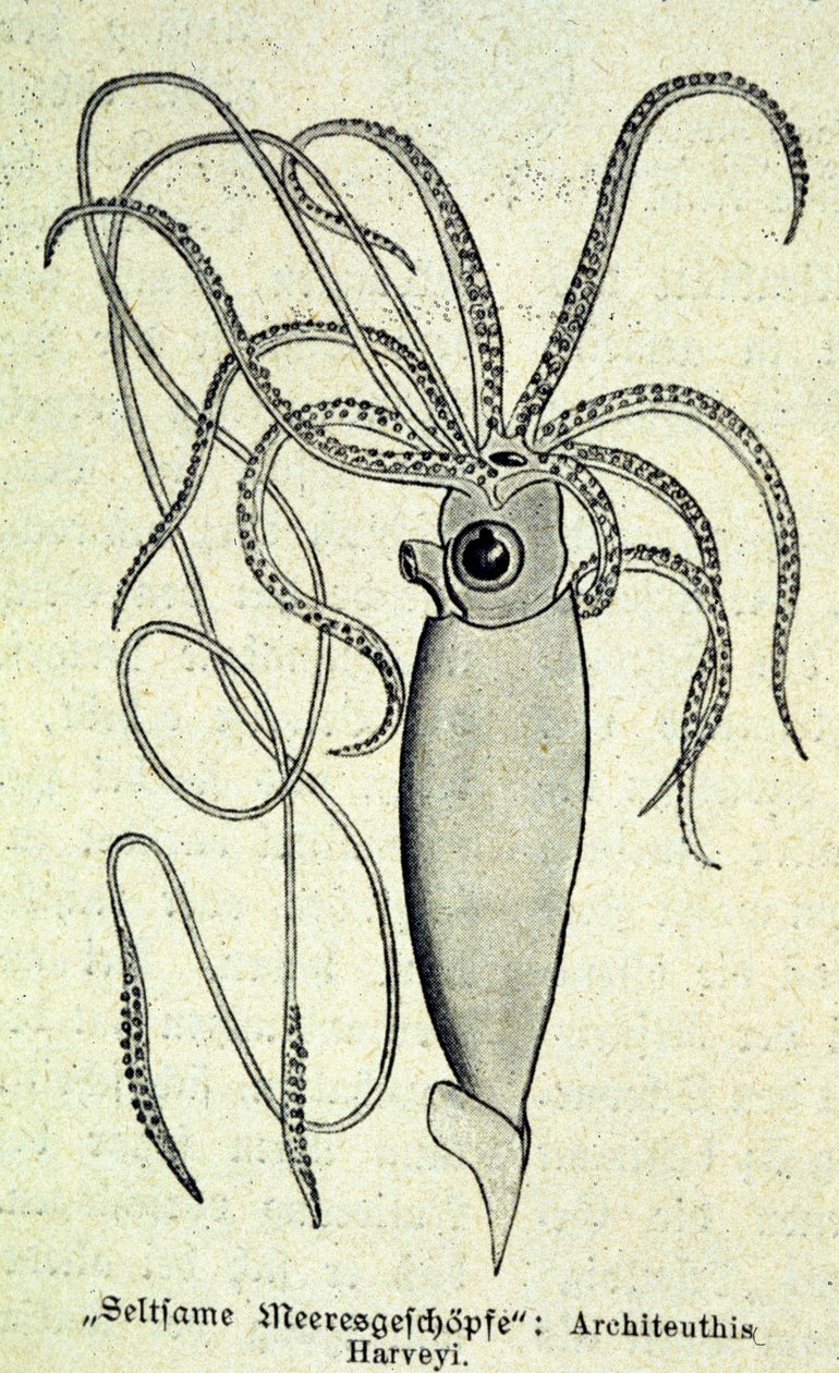Representasjon av en Architeuthis Harveyi, gigantisk blekksprut. av Unknown artist