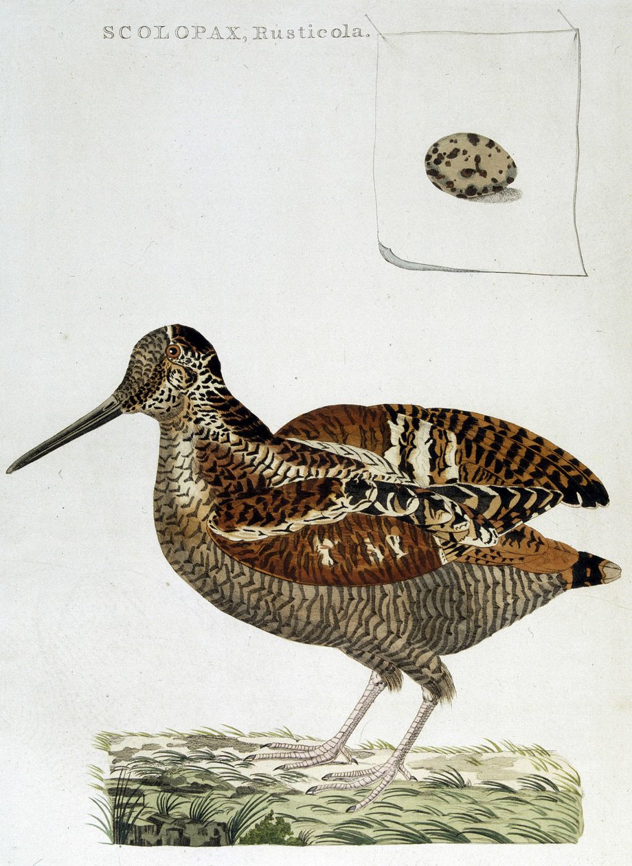Trefrakk og egg (scolopax rusticola) - gravering av Unknown artist