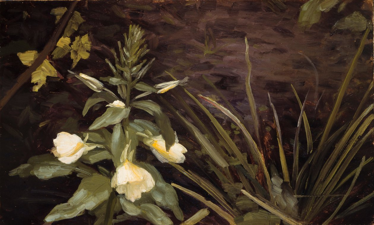 Blomstrende nattlys av Valdemar Schønheyder Møller