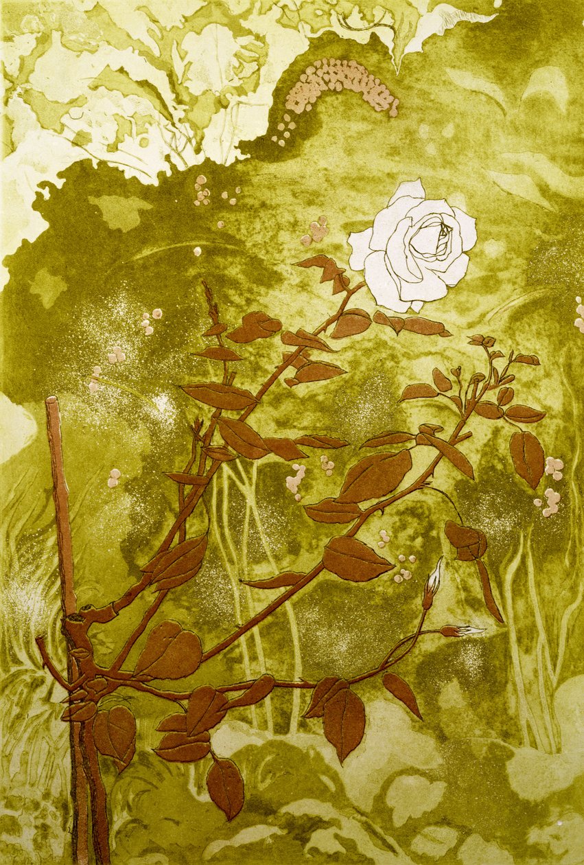 Rose (trykk) av Valerie Daniel