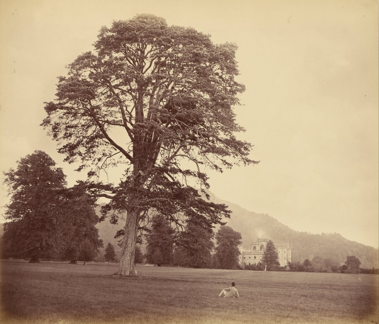 Great Scots Fir on Lawn av Vernon Heath