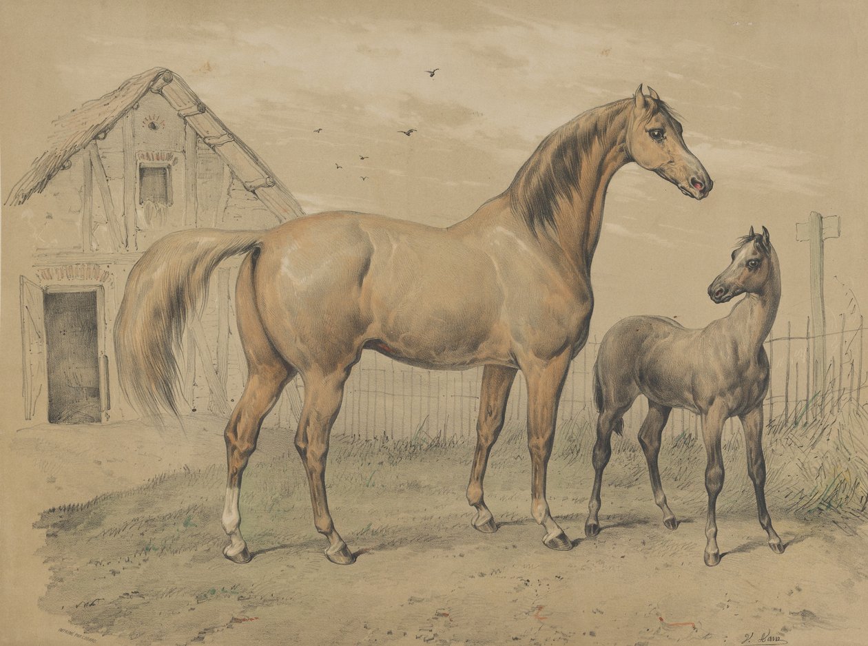 Hoppe og føll, 1800-tallet. av Victor Adam